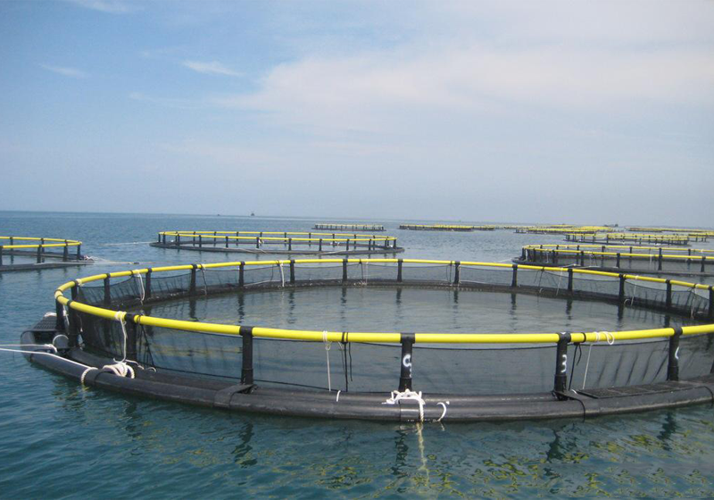 深海网箱管 渔业管 定制加工抗风浪网箱管(图2)